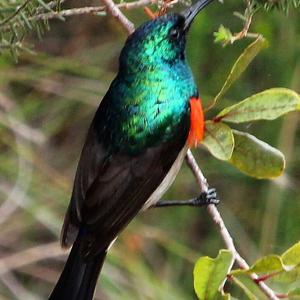 Southern Double-collared Sunbird