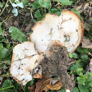 Black-footed Polypore