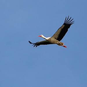 White Stork