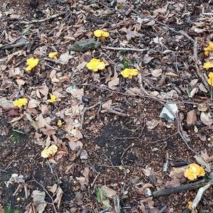 Chanterelle, Common