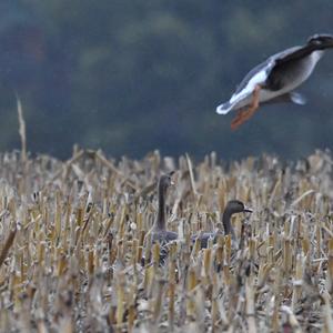 Greylag Goose