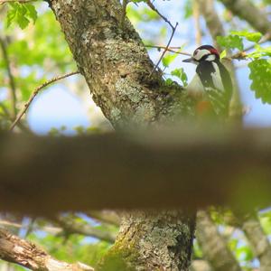 Great Spotted Woodpecker