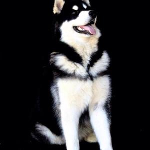 Alaskan Malamute