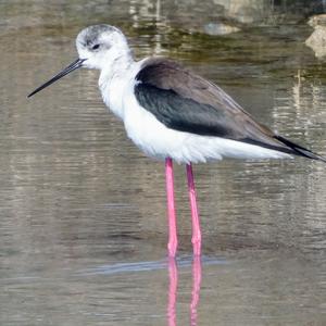 Black-winged Stilt