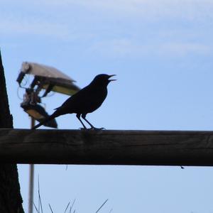 Eurasian Blackbird