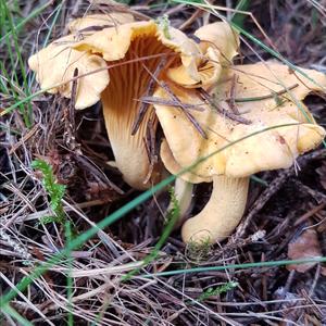 Chanterelle, Common