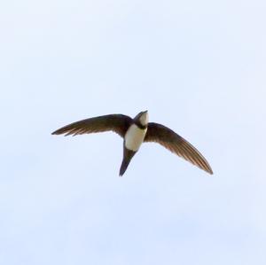 Alpine Swift