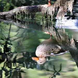 Mallard