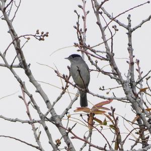 Blackcap