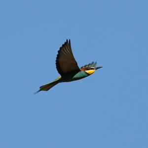 European Bee-eater