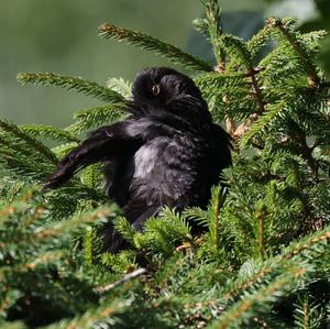 Eurasian Blackbird