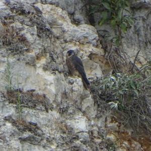 Peregrine Falcon