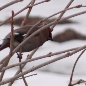 Bohemian Waxwing