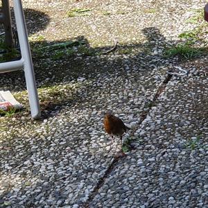 European Robin