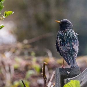 Common Starling