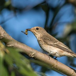 Spotted Flycatcher