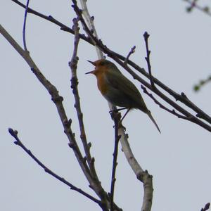 European Robin