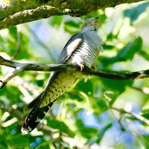 Common Cuckoo