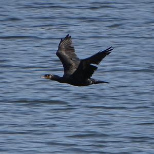 Great Cormorant