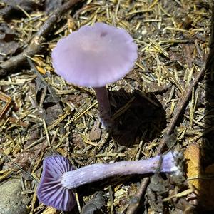 Amethyst Deceiver