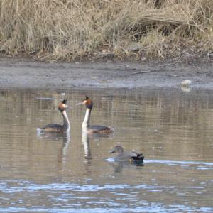 Great Crested Grebe