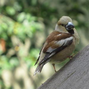 Hawfinch