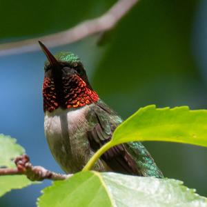 Ruby-throated Hummingbird