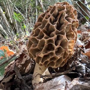 Yellow Morel