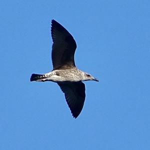 Herring Gull