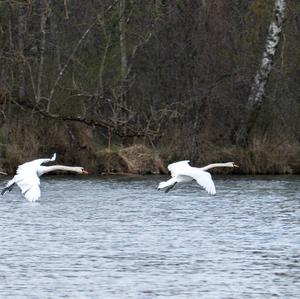 Mute Swan