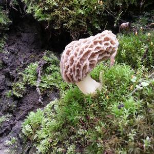 Yellow Morel