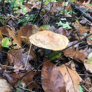 Dotted-stalk Bolete