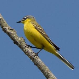 Yellow Wagtail