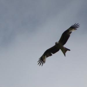 Red Kite