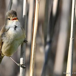 Eurasian Reed-warbler