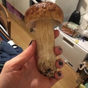 King Bolete