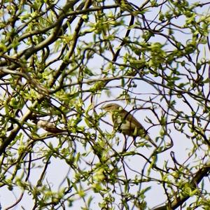 Icterine Warbler