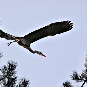 Grey Heron