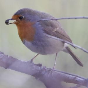 European Robin