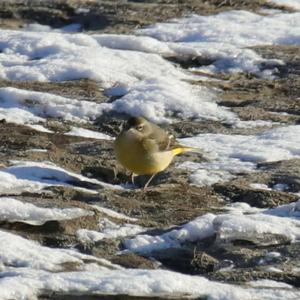 Grey Wagtail