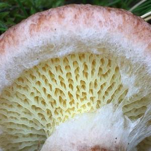 Hollow-stalked Larch Suillus