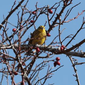 Yellowhammer