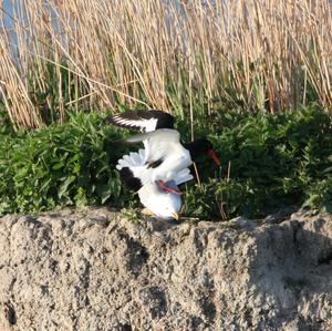 Eurasian Oystercatcher