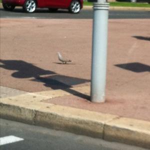 Eurasian Collared-dove