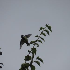 Great Tit