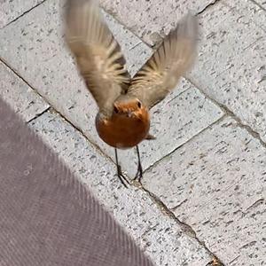 European Robin