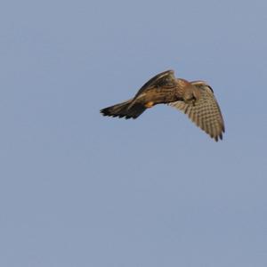 Common Kestrel