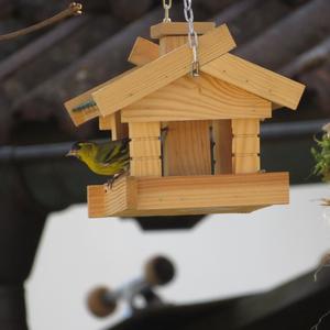 Eurasian Siskin