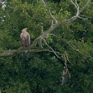 White-tailed Eagle