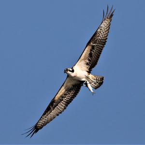 Osprey